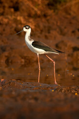 Himantopus mexicanus, Black-necked Stilt, black and white bird with long red leg near the water. Stilt from Cano Negro Reserve in Costa Rica, wildlife nature.