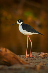 Black-necked Stilt, Himantopus mexicanus, breeds from west and southeast USA to south Chile and south Argentina. Black and white bird with long red leg. Cano Negro Reserve in Costa Rica.