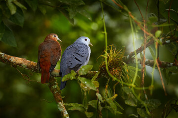 Blue ground dove, Claravis pretiosa, pair of pigeon bird sitting on the branch in the forest nature habitat. Dove love in green vegetation, Alayuela in Costa Rica, tropic wildlife.