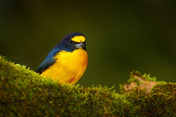 Bird wildlife in Costa Rica. Yellow-throated Euphonia, Euphonia hirundinacea, blue and yellow exotic bird from the Costa rica.