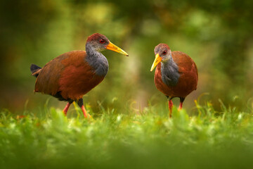 Costa Rica wildlife. Two Gray-necked Wood-Rail, Aramides cajanea, walking on the tree trunk in nature, in the dark tropical forest. Bird in the nature forest habitat. Birdwatching in South America.