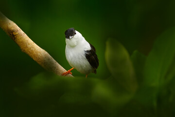 Bird White-bearded Manakin, Manacus manacus, rare bird, Trinidad, Central America. Forest bird, wildlife scene from nature. Birdwatching in Trinidad. Manakin sitting in the green vegetation.