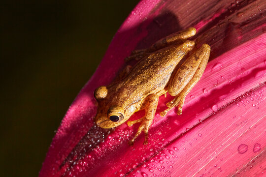 Tropical frog Stauffers Treefrog, Scinax staufferi, sitting on the pink leaves in the nature forest habitat, Costa Rica. Rare animal from Central America.