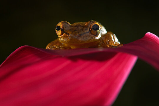 Tropical frog Stauffers Treefrog, Scinax staufferi, sitting on the pink leaves in the nature forest habitat, Costa Rica. Rare animal from Central America.