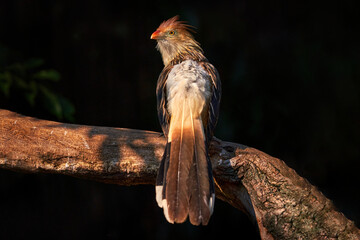Guira cuckoo, Guira guira with open bill, in nature habitat, Mato Grosso, Pantanal, Brazil. Evening...