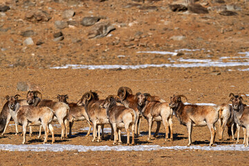 Urial, Ovis orientalis, medium-size, rather stout-bodied wild sheep, distributed from northwest India and Ladakh to southwest Russia, Afghanistan. Herd of urial in Tso Kar Lake in Ladakh in India.