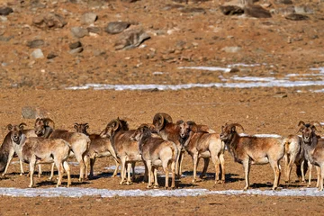 Photo sur Plexiglas Kangchenjunga Urial, Ovis orientalis, medium-size, rather stout-bodied wild sheep, distributed from northwest India and Ladakh to southwest Russia, Afghanistan. Herd of urial in Tso Kar Lake in Ladakh in India.