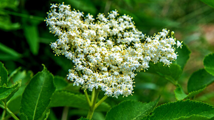 The plant is a shrub with complex white inflorescences and called Lilac Black, commonly planted for decoration in the city of Białystok in Podlasie in Poland.