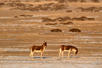 Kiang, Equus kiang, largest of wild asses, winter mountain codition, Tso-Kar lake, Ladakh, India. Kiang from Tibetan Plateau, in the snow. Wild asses heard, Tibet. Wildlife scene from nature.