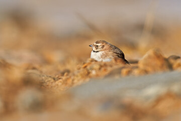 Horned lark or shore lark, Eremophila alpestris, small ground bird in the nature habitat, Tso Kar lake in Ladakh, India. Mountain bitd, nature wildlife.