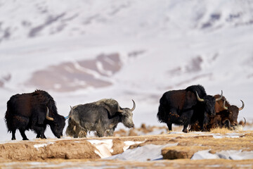 Wild yak, Bos mutus, large bovid native to the Himalayas, winter mountain codition, Tso-Kar lake, Ladakh, India. Yak from Tibetan Plateau, in the snow. Black bull with horn from snowy Tibet.