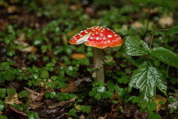 Amanita mushroom with white spots on red cracked cap grows in autumn forest. A dangerous poisonous mushroom