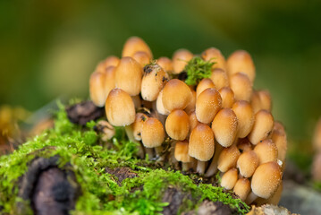 bunch of inedible poisonous mushrooms grows on fallen mossy tree in  forest