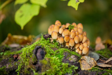 bunch of inedible poisonous mushrooms grows on fallen mossy tree in  forest