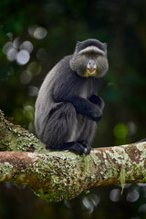 Blue diademed monkey, Cercopithecus mitis, sitting on tree in the nature forest habitat, Bwindi Impenetrable National Park, Uganda in Africa. Cute monkey with long tail on big tree branch, wildlife.