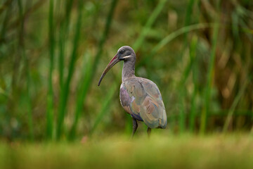 Detail portrait Hadada Ibis, Bostrychia hagedash, bird with long bill sitting on the branch, in the nature habitat, Uganda. Rare bird from nature, forest in the background.