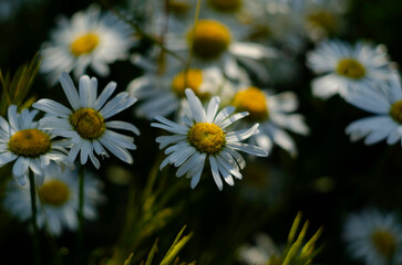 Chamomile flower field. Camomile in the nature. Field of camomiles at sunny day at nature