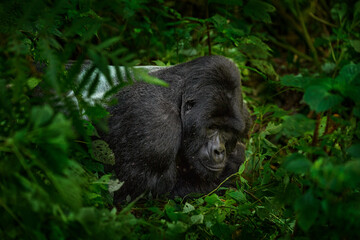 Mountain gorilla, Mgahinga National Park in Uganda. Close-up photo of wild big black silverback...