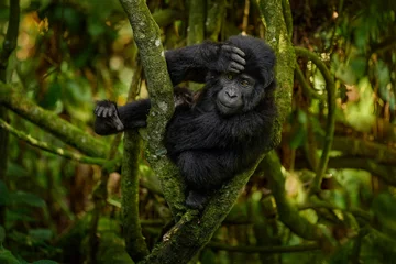 Gorilla baby. Young Gorilla in the habitat, Bwindi NP in Uganda. Cute wildlife in Africa. Mountain Gorilla in the forest, on climb up the tree, light in the forest. Wildlife Uganda. © ondrejprosicky