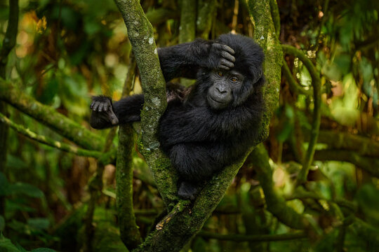Fototapeta Gorilla baby. Young Gorilla in the habitat, Bwindi NP in Uganda. Cute wildlife in Africa. Mountain Gorilla in the forest, on climb up the tree, light in the forest. Wildlife Uganda.