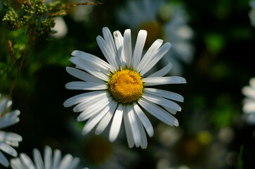 Chamomile flower field. Camomile in the nature. Field of camomiles at sunny day at nature