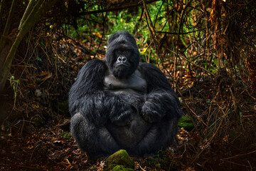 Congo mountain gorilla. Gorilla - wildlife forest portrait . Detail head primate portrait with beautiful eyes. Wildlife scene from nature. Africa. Mountain gorilla monkey ape, Virunga NP. - obrazy, fototapety, plakaty