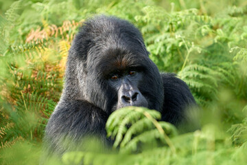 Gorilla - wildlife close-up portrait . Mountain gorilla, Mgahinga National Park in Uganda. Detail...
