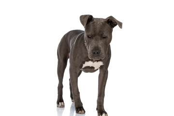 cute american staffordshire terrier with chain collar looking to side