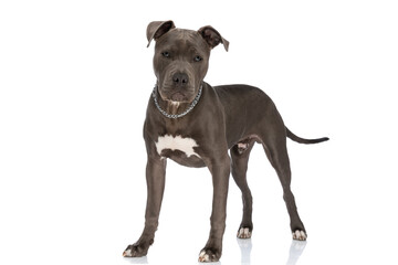 beautiful american staffordshire terrier dog with chain collar