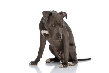 lovely american staffordshire terrier with chain collar sitting