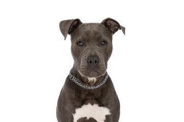 beautiful amstaff dog with chain collar sitting on white background