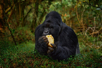 Rwanda mountain gorilla with food. Detail head primate portrait with beautiful eyes. Wildlife scene from nature. Africa. Mountain gorilla monkey ape, Virunga NP. Gorilla - wildlife forest portrait.