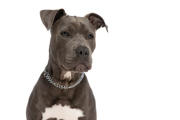 american staffordshire terrier puppy with chain collar looking away
