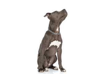 Fototapeta premium shy american staffordshire terrier dog with collar looking up