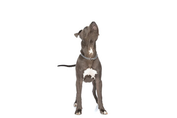 sweet american staffordshire terrier with collar looking up