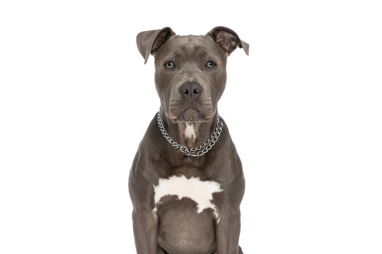 portrait of beautiful amstaff pup with chain collar in front of white background