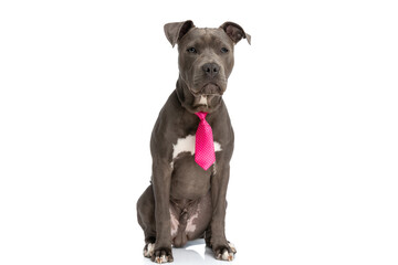 adorable amstaff dog wearing pink polka dotted tie