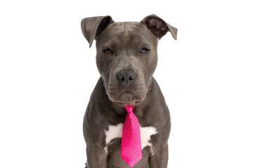 portrait of beautiful amstaff dog with pink polka dotted tie