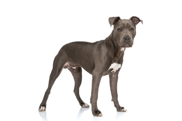 side view of precious amstaff puppy standing and posing on white background