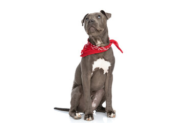 curious american staffordshire terrier pup with red bandana looking up