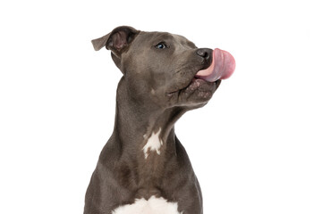 lovely little american staffordshire terrier puppy licking nose