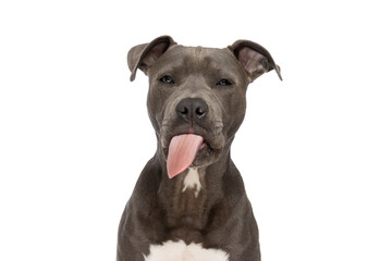 cute amstaff puppy with tongue out posing in front of white background