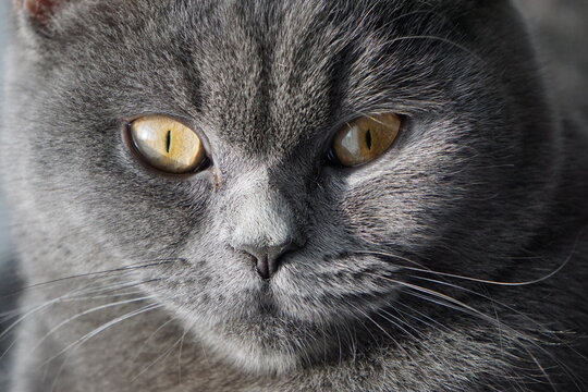 Cat / Katze