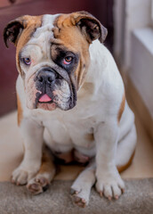 Obraz premium Perro bulldog blanco con caféposando