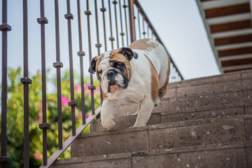 Perro bulldog bajando escaleras