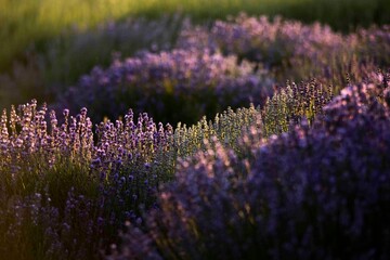 Fototapeta na wymiar Purple lavender in sun down 