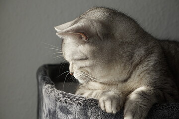Cat / Katze