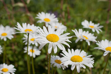 Obraz na płótnie Canvas Chamomile flowers close-up on a natural background