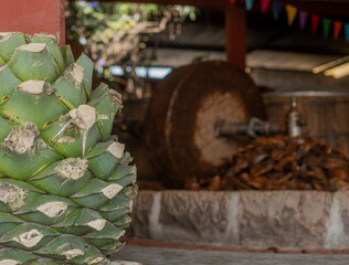 Agave para destilar mezcal y tequila