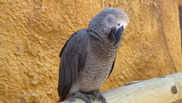 Sleepy Gray parrot Psittacus erithacus or Congo African grey parrot standing on the wooden stand